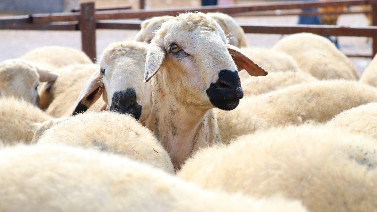 عيد الاضحى: وصلات إشهارية، بداية من يوليوز المقبل