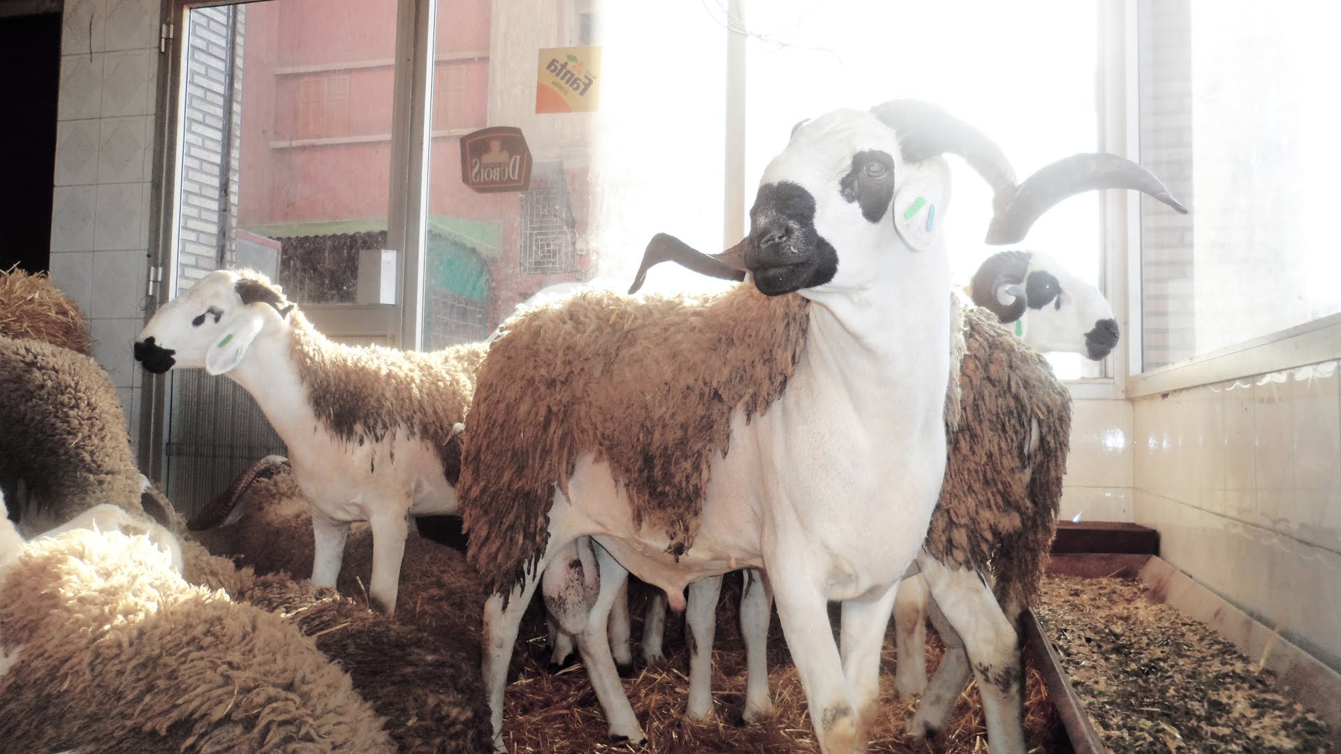 السلطات بسبتة المحتلة تُقرر إلغاء إقامة عيد الأضحى