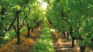 صفرو… عشرية مثمرة فضلها لصندوق التنمية الفلاحية