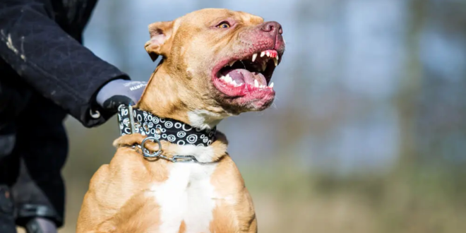 كلب البيتبول