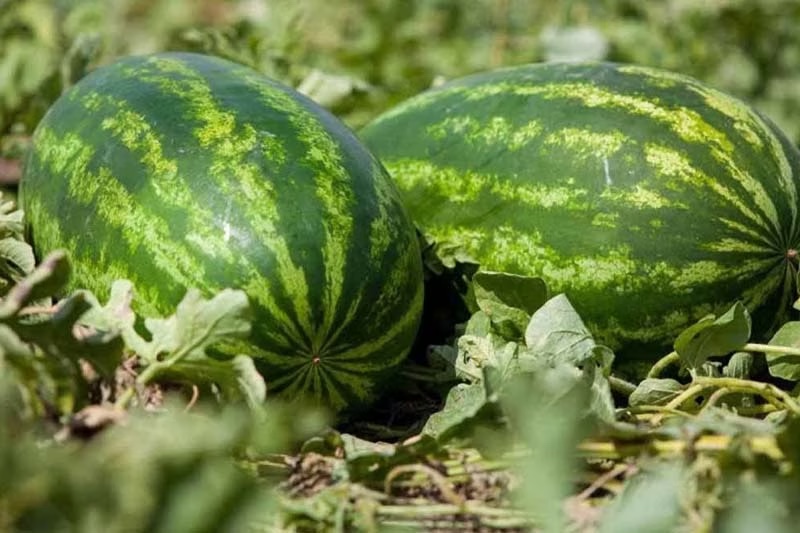 المغرب كيواصل منعوا للزراعات المستهلة للماء 7 المغرب كيواصل منعوا للزراعات المستهلة للماء