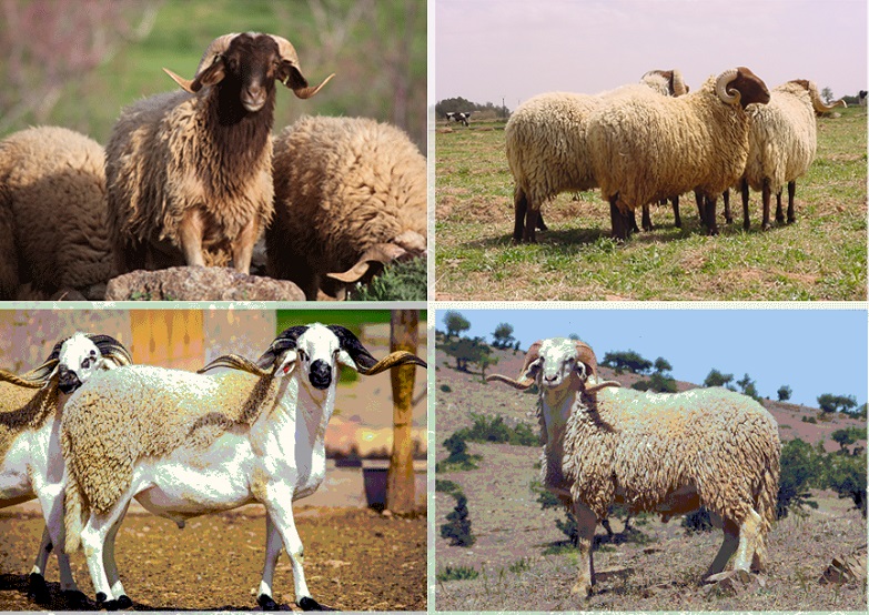 ovins marocains Timahdite beni Iguil Sardi et Boujaad