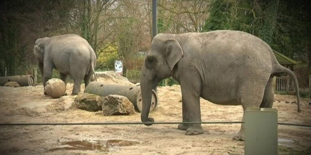 lelephant 1024x512 1