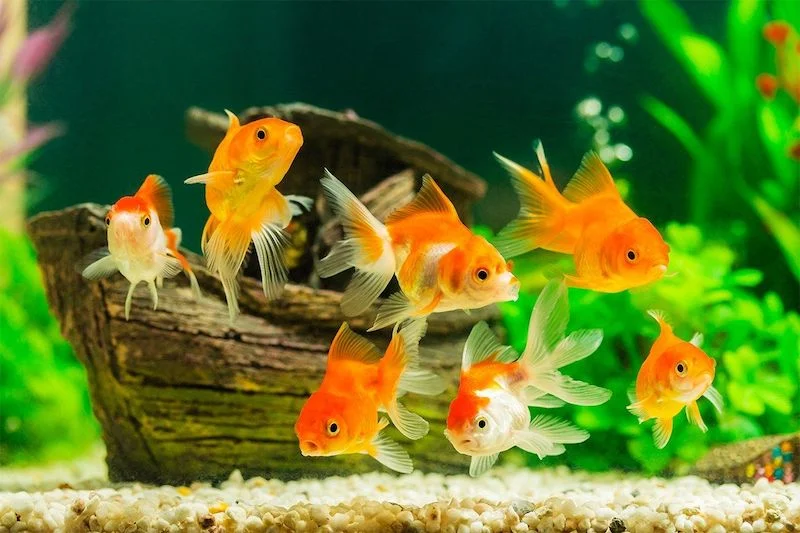 poisson 2