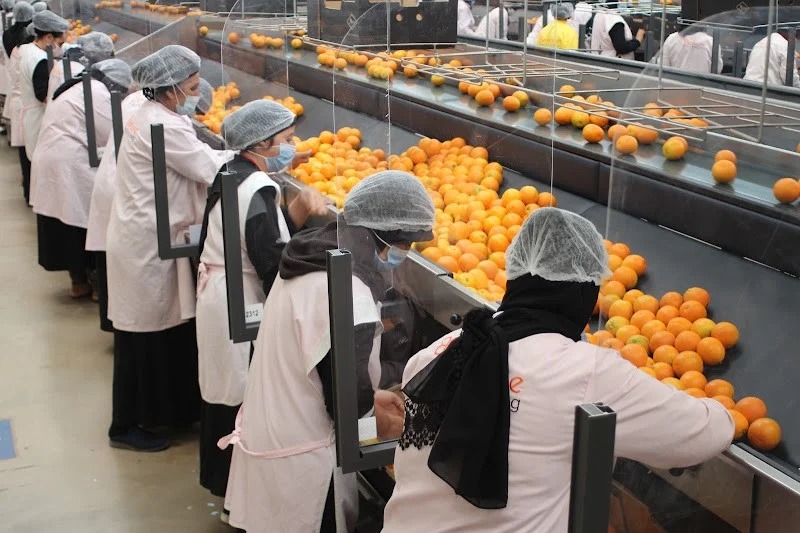 Agrumes oranges 1