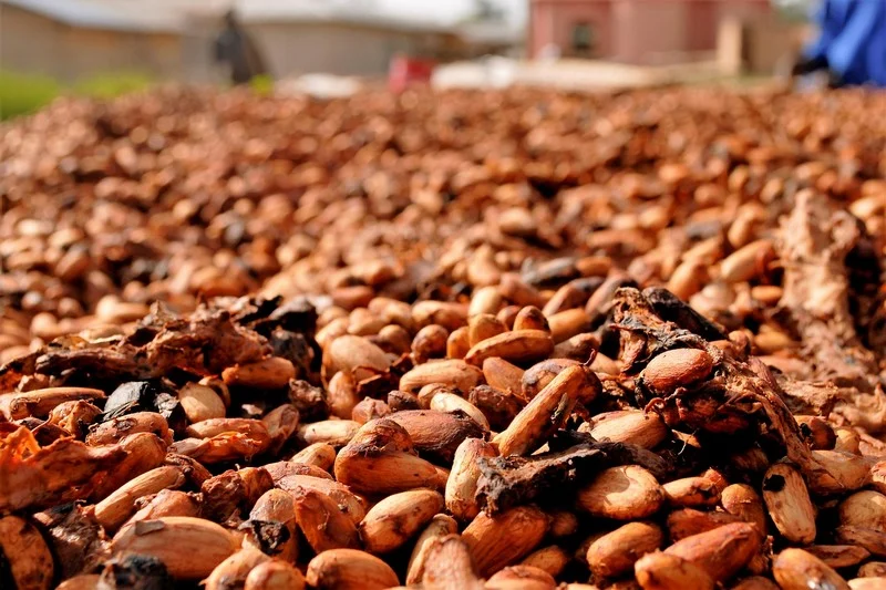 cacao 2