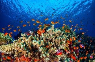 corail