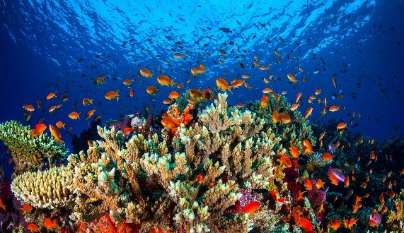 corail