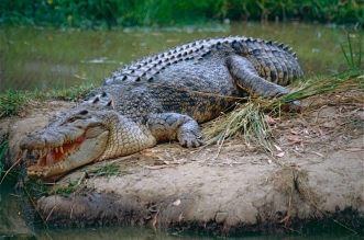 crocodile 8