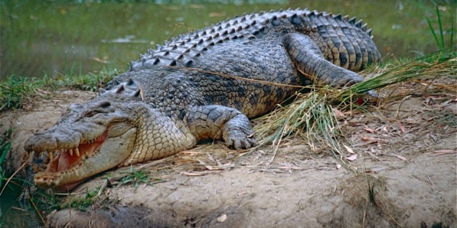 crocodile 8