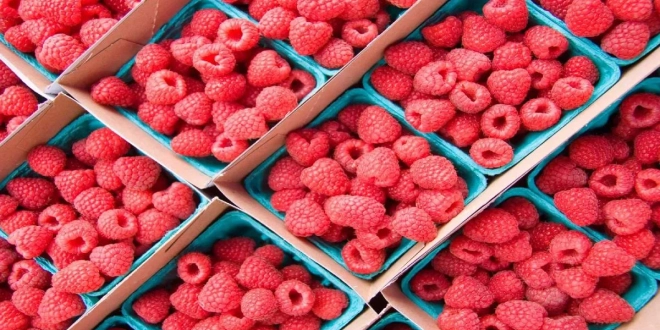 الفرامبواز