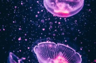 pexels leonid danilov 2690766 696x464 1