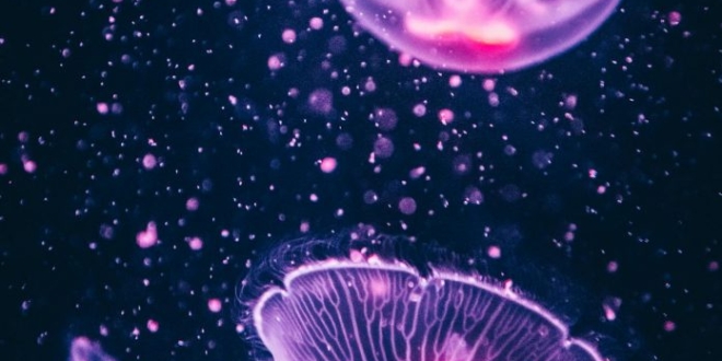 pexels leonid danilov 2690766 696x464 1