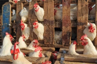 الدجاج المغرب