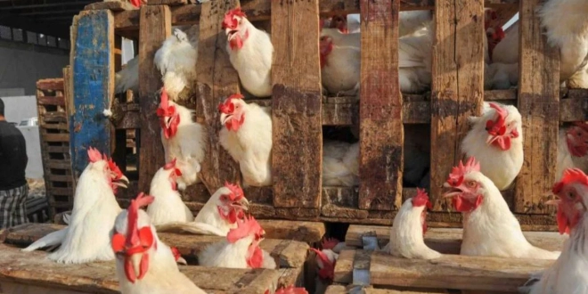 الدجاج المغرب