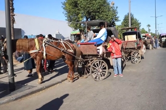 charrettes tires animaux casablanca