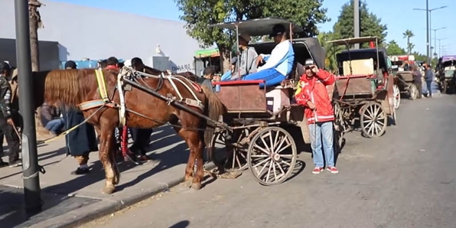 charrettes tires animaux casablanca