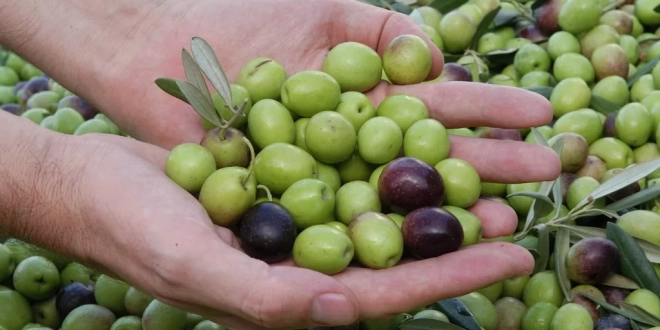 أصناف الزيتون بالصور