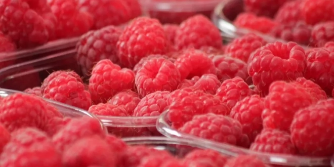 التوت الأحمر