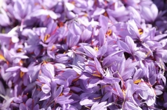 Boulemane accueille le premier Festival du Safran et des Plantes Medicinales et Aromatiques 696x464 1