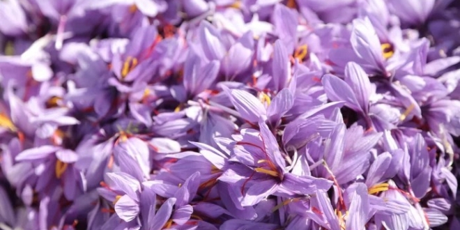 Boulemane accueille le premier Festival du Safran et des Plantes Medicinales et Aromatiques 696x464 1