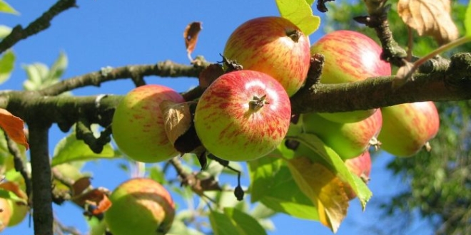 Midelt Ouverture du 5ᵉ Salon national de la pomme sous le signe de la durabilite 696x471 1