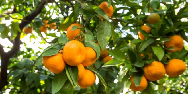 calamantin 700x467 1