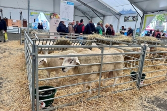 f39c641dbd104c67fa0242fbaa957fe7f96c0810