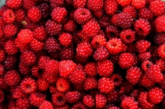 raspberry red berry fruit wild gather plant summer eating