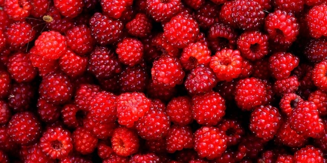 raspberry red berry fruit wild gather plant summer eating
