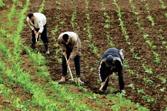 small farmers morocco