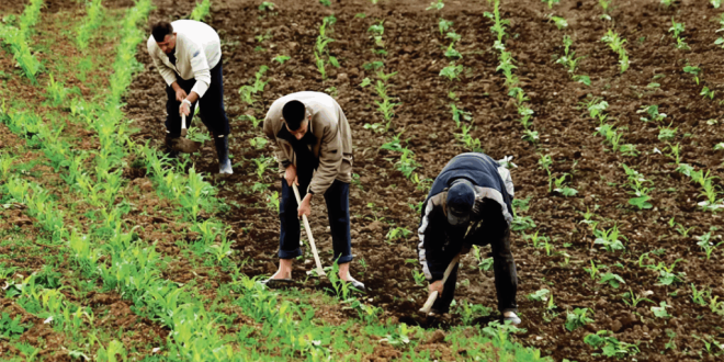 small farmers morocco