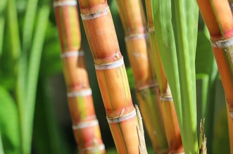 sugarcane