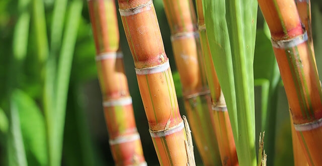 sugarcane