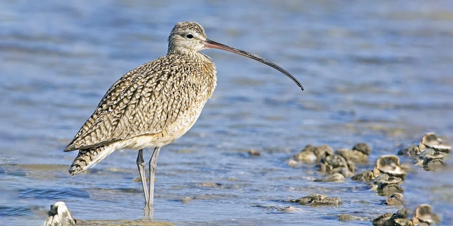 الكروان نحيل المنقار