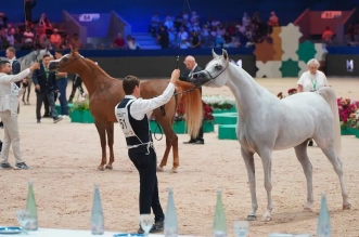 معرض الفرس بالجديدة يستقطب 150 ألف زائر ويؤكد مكانته الدولية بمشاركة 50 دولة