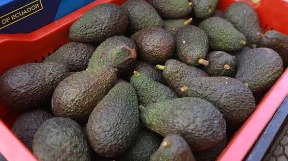 WhatsApp Image 2026 03 24 at 16.22.33