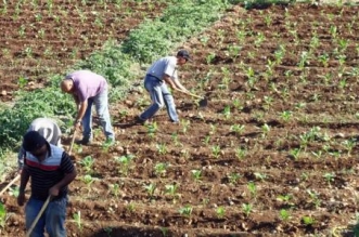 مراحل الزراعة