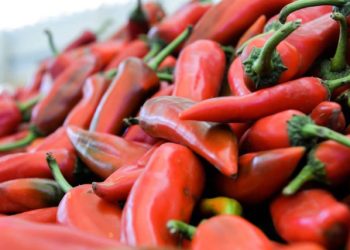 المغرب يعزز حضوره في السوق البريطانية عبر مضاعفة صادرات الفلفل الحلو إلى 8.100 طن في 2025 6 المغرب يعزز حضوره في السوق البريطانية عبر مضاعفة صادرات الفلفل الحلو إلى 8.100 طن في 2025