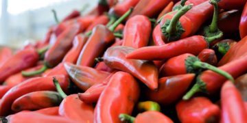 المغرب يعزز حضوره في السوق البريطانية عبر مضاعفة صادرات الفلفل الحلو إلى 8.100 طن في 2025