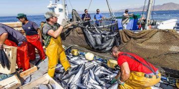 مبيعات الصيد الساحلي والتقليدي تتجاوز 3,11 مليار درهم متم مارس 2026