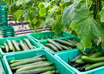 يتصدر المغرب قائمة موردي الخيار إلى إسبانيا بحصة قياسية تفوق 71% من وارداتها 4 69d65308c05ef 768x453 1