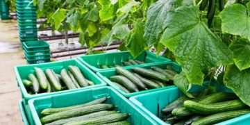 يتصدر المغرب قائمة موردي الخيار إلى إسبانيا بحصة قياسية تفوق 71% من وارداتها