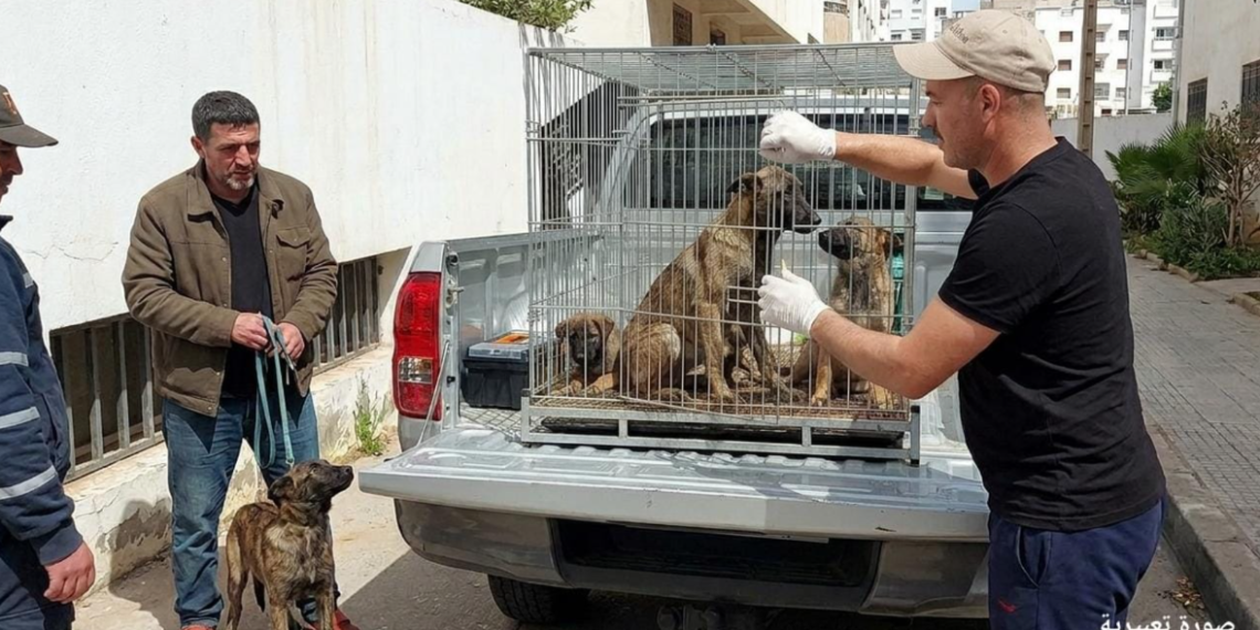 تفاصيل صادمة.. كلاب شرسة تنهي حياة صاحبها داخل منزله بمدينة طنجة
