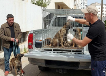 تفاصيل صادمة.. كلاب شرسة تنهي حياة صاحبها داخل منزله بمدينة طنجة