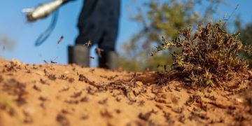 “الفاو” تحذر من تزايد الجراد الصحراوي وتدعو لتكثيف المكافحة بالمغرب