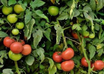 تصدير الطماطم